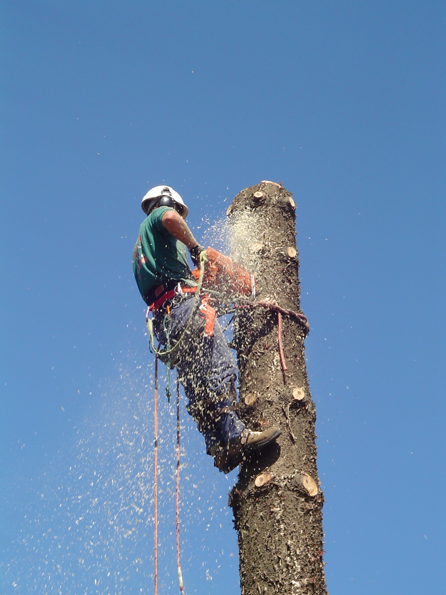 Pine tree removal in La Perouse