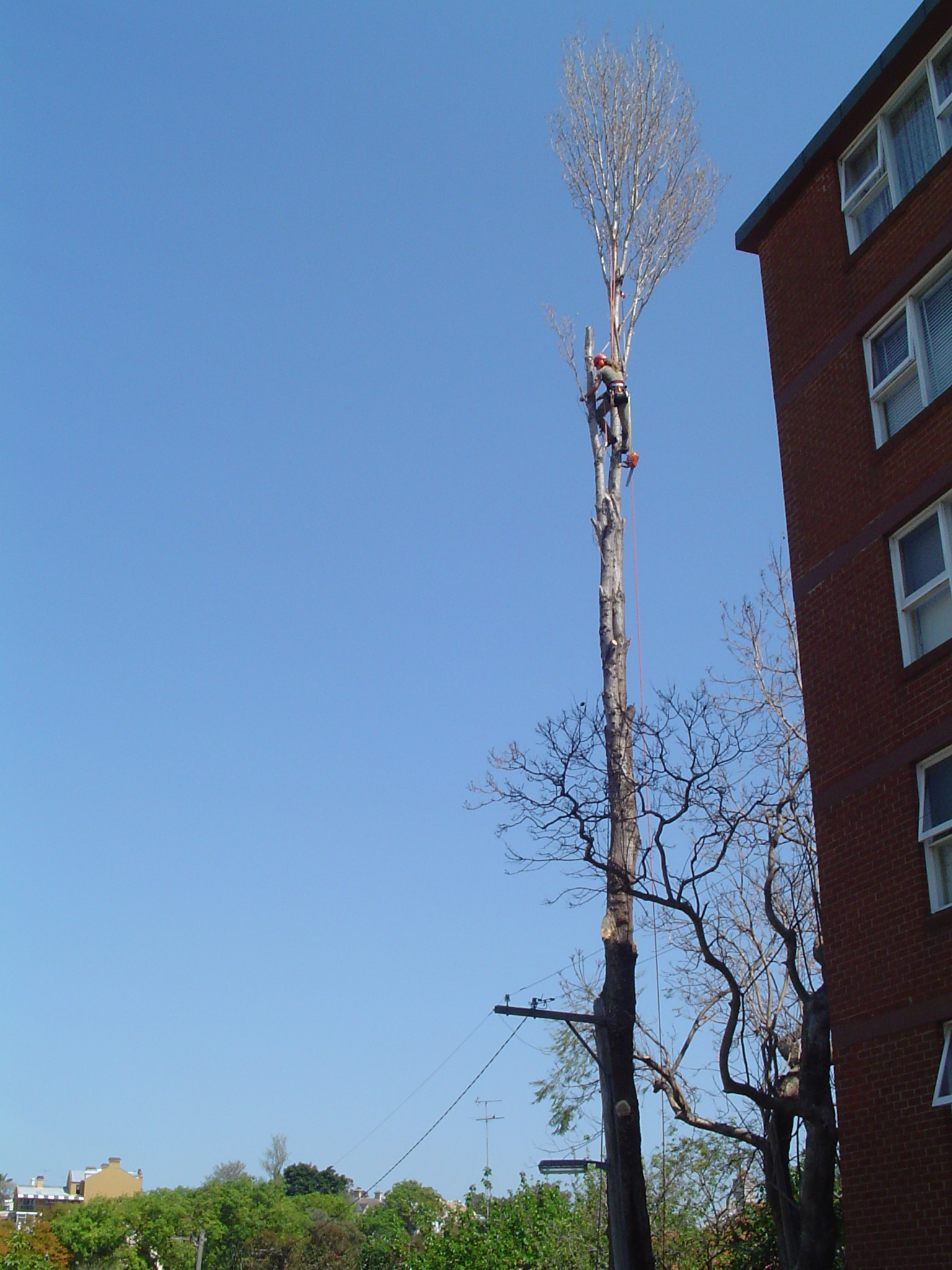 Poplar tree removal in Glebe